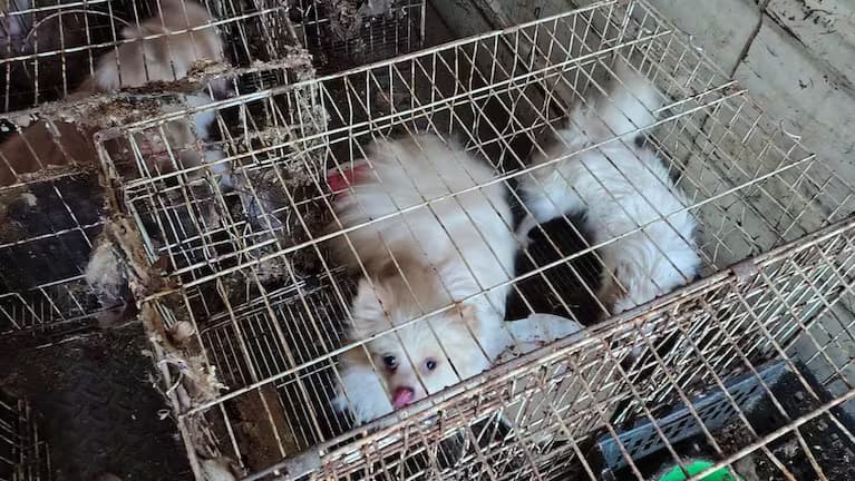 Impulsan prohibir la compra y venta de perros y gatos en Córdoba